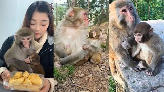 The Best of Monkey Videos - A Funny Monkeys Compilation Ep57