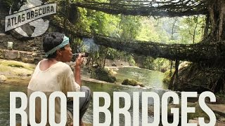 Root Bridges | 100 Wonders | Atlas Obscura