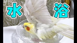 水浴びして何かが憑依するオカメインコの「もすら」《cockatiel》