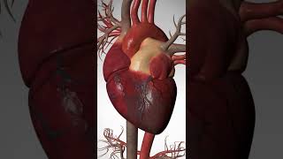 See How Heart Bypass Surgery Works (CABG) #heartdisease #heart #cardio