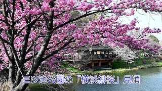 三ツ池公園の「横浜緋桜」見頃