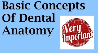 BASIC CONCEPTS OF DENTAL ANATOMY