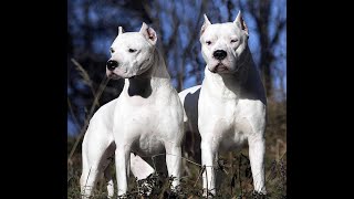 10 Badass Dogs On The Planet That Can Easily Defeat A Pit Bull Including The APBT Series 2 (Part 2)