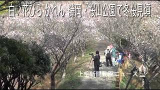 白い花びら かれん　藤岡・桜山公園で冬桜見頃