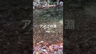 兵庫県の天然アマゴ棲む淵