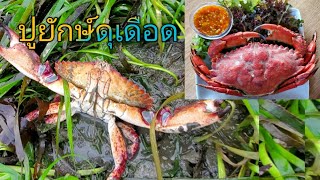 4.7.2020ลงทะเลจับปูหินแดงยักษ์ด้วยมือเปล่าในอเมริกา/Hunt for Red Rock Crab. USA