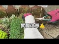 【多肉植物】地植えで大きく‼️ 花壇の多肉❣️