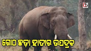 ଗୋଠଛଡା ବଣୁଆ ହାତୀ ଉପଦ୍ରବ|| GITANJALI NEWS ||