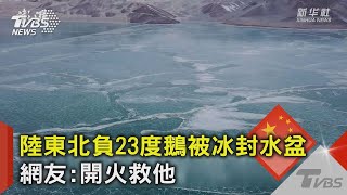 中國大陸東北負23度鵝被冰封水盆 網友:開火救他｜TVBS新聞