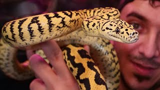 Carpet Pythons! Reptile Tutorial - Best Pet Snake?