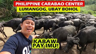 Carabao Milking Process | Philippine Carabao Center