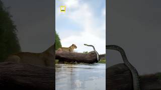 A lion is sitting, snake tries to attack #shorts