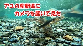 アユの産卵場にカメラを置いて見た①