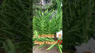 Ginger Flower