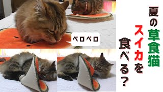 【草食系猫】夏の草食ネコは、エサよりもスイカを食べる？Do herbivorous cats eat more watermelon than food in summer?