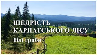 Вдалий похід за білими грибами щедрість карпатського лісу