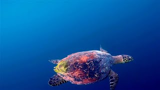 BEST RELAXING UNDERWATER MUSIC • Sea Turtles, Jellyfishes, Fishes • Relax with Peaceful Music