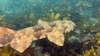 Cabbage Tree Bay, Freediving, May 2022