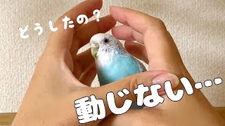 固まって動かないセキセイインコ【vlog-087】Budgerigar that doesn't move