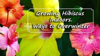 Growing Hibiscus Plants Indoors | Overwintering