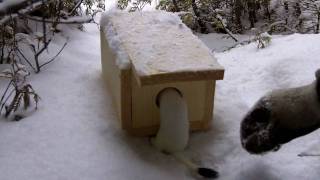 Ermine Trapping ( Weasel )