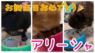 【初ケーキ】アリーシャお誕生日おめでとう【1歳】#chihuahua #チワワ#誕生日 #birthday #チワワ多頭飼い