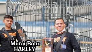 Aksi Murai Batu HARLEY Juara 1 Di SMM Tiket 22Jt