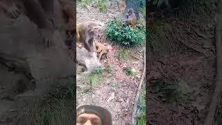 Monkey V/S Monkey Revenge 😰😇 #monkey #monkeyvideo #animals #pets #shorts #funny #trending #ytshorts