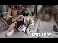 Husky Being Gentle With Best Friend After Surgery!