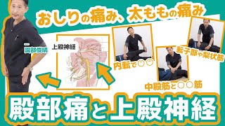 【神経】殿部や太もも外の痛みの原因は「上殿神経」？