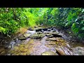 fantastic melodies of nature peaceful stream in the mountains help soothes the soul asmr