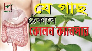 অনন্য ভেষজ অরিগানো ।। Health Benefits of Oregano