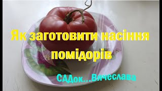 Краще - своє: як заготовити насіння помідорів в домашніх умовах. ‎Правила заготівлі насіння.