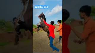 kathiyavadi horse_કુદવા વાળા ઘોડા_kathiyavadi horse new status 2021,2022 #shorts#youtubeshortsfeed