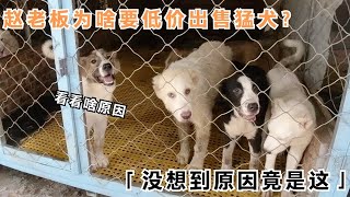 赵老板为啥要低价出售猛犬？没想到原因竟是这，听见恍然大悟！