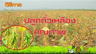 การปลูกถั่วเหลือง คุณภาพ (โรคและแมลงถั่วเหลือง )