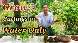 7 Plants you can grow Cuttings absolutely in Water Only