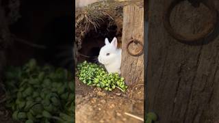 小兔子吃菜的模樣太可愛了。The little rabbit looks so cute eating vegetables.。野菜を食べる小さなウサギはとてもかわいいです。 #puppy #萌寵