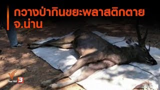 กวางป่ากินขยะพลาสติกตาย จ.น่าน (26 พ.ย. 62)