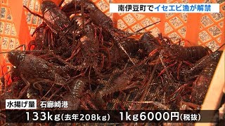 南伊豆町でイセエビ漁が解禁