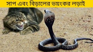 সাপ এবং বিড়ালের ভয়ঙ্কর লড়াই #animals #snake #cat