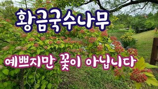 황금국수나무 / 하얀꽃의 화려한 변신 ~  보라매 공원에서 ~