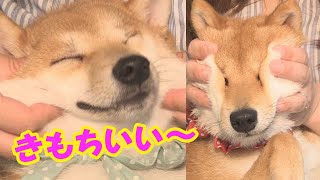 顔マッサージ後、あり得ない格好で寝る柴犬兄弟が可愛い♥