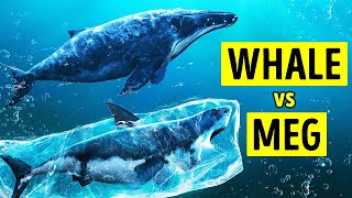 Megalodon Wouldn't Defeat Modern Whales, Here's Why