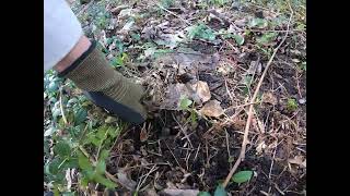Clearing invasive Periwinkle