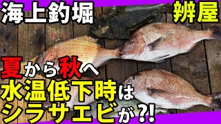 【海上釣堀】 夏から秋へ! 水温低下時はシラサエビが効果的⁈ 辨屋 釣り堀 伊勢志摩つりとも研究所 イセケン iseken