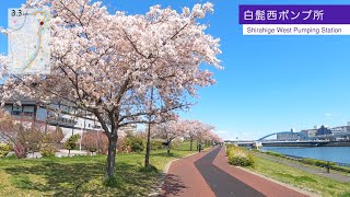 【Virtual Run】隅田川 汐入公園ランニングコース🌸Sumida River and Shioiri Park running course, Japan 4.8km