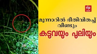 മൂന്നാറില്‍ കടുവയുടെയും പുലിയുടെയും സാന്നിധ്യം : സംശയ വാദങ്ങളുമായി നാട്ടുകാർ