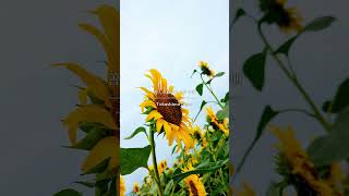 善入寺島のひまわり畑 #sunflower #tokushima #japan #travel