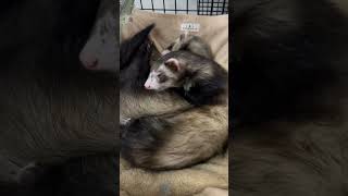 【フェレットが飼いたくなる】フェレットの寝起き姿が可愛すぎる❤️part28、🚿フェレット、♯Ferret